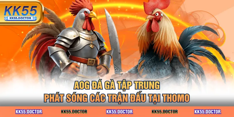 AOG đá gà tập trung phát sóng các trận đấu tại Thomo